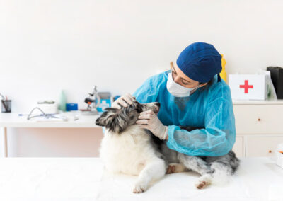 Tour For Pet Dentistry